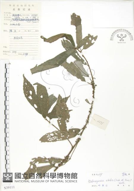 水麻藏品圖，第1張