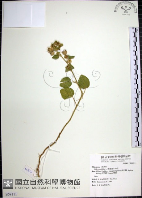 圓葉金午時花藏品圖，第1張