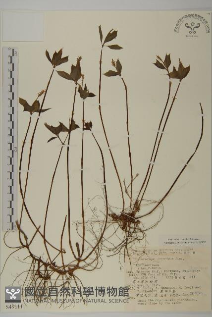 銀線草藏品圖，第1張