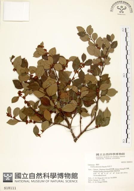 內苳子藏品圖，第1張