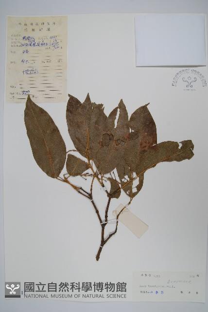 光葉槭藏品圖，第1張