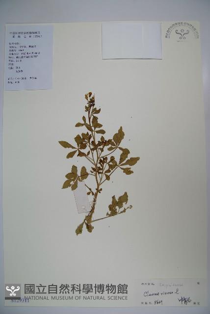 向天黃藏品圖，第1張