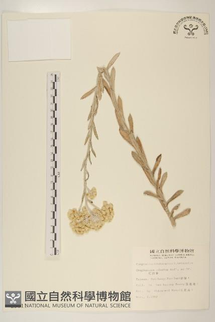 紅面番藏品圖，第1張