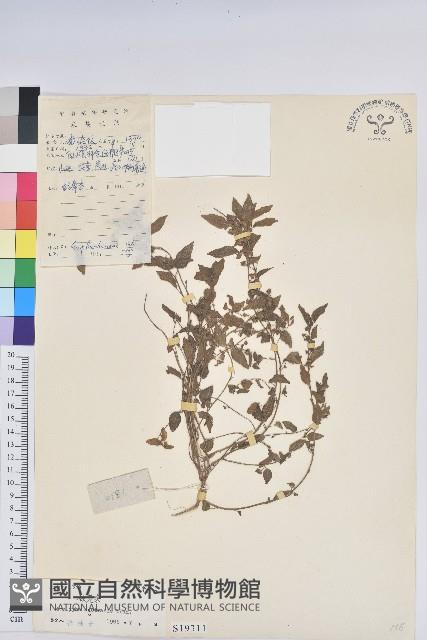 鐵莧菜藏品圖，第1張