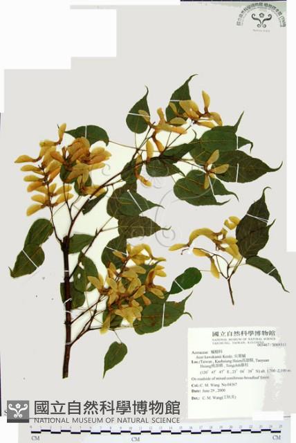 尖葉槭藏品圖，第1張