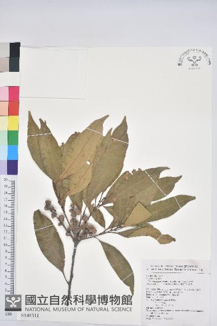 細葉三斗石櫟藏品圖，第1張