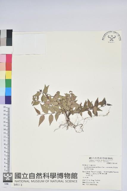 白珠樹藏品圖，第1張