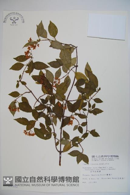 狹葉莢迷藏品圖，第1張