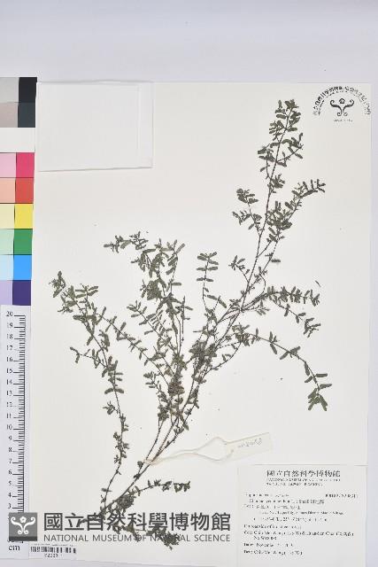 斑地錦藏品圖，第1張