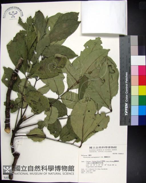 蘭嶼椌木藏品圖，第1張