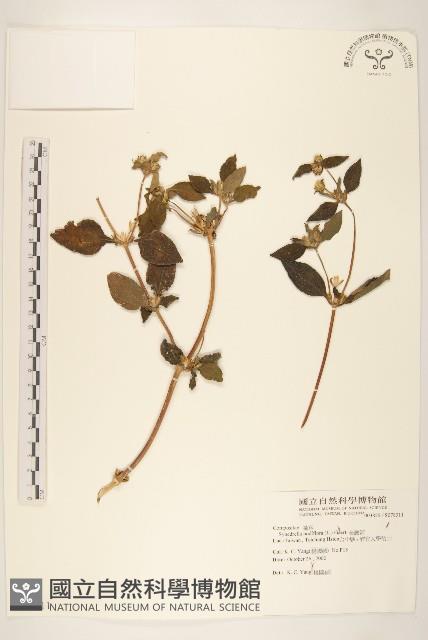 金腰箭藏品圖，第1張