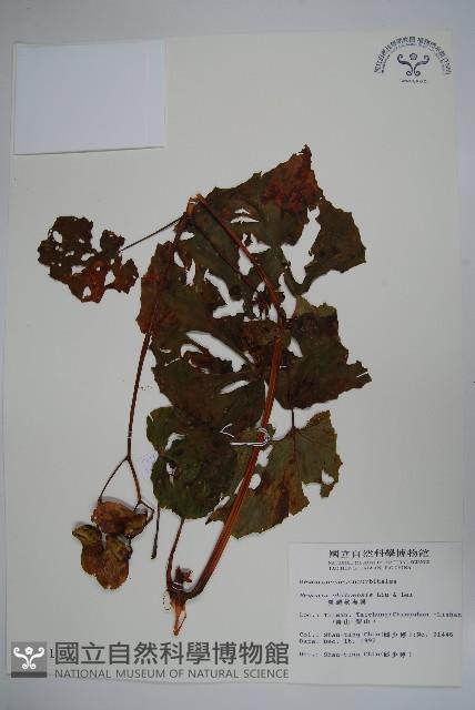 溪頭秋海棠藏品圖，第1張