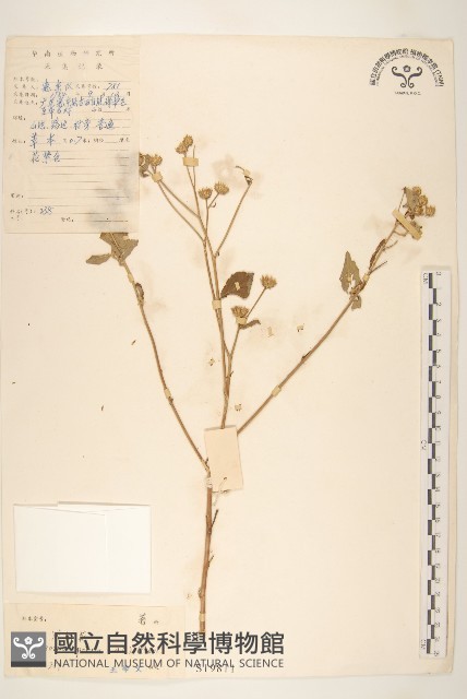 嶺南野菊藏品圖，第1張
