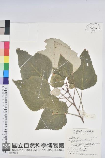 白匏子藏品圖，第1張