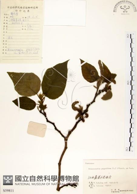 構樹藏品圖，第1張