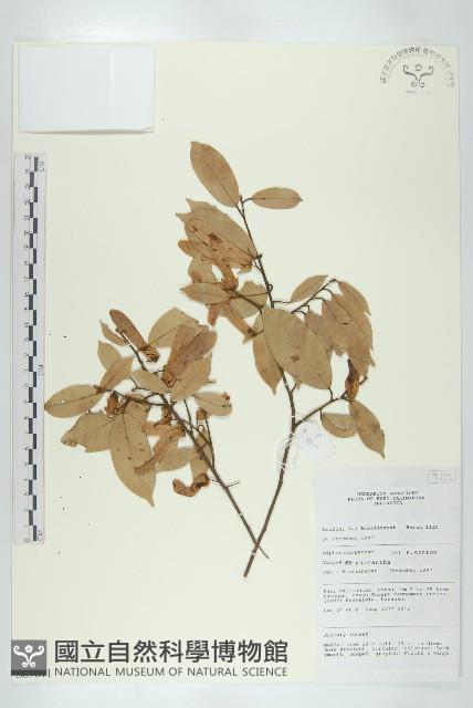 Accession Number:S069811 Collection Image, Figure 1, Total 2 Figures