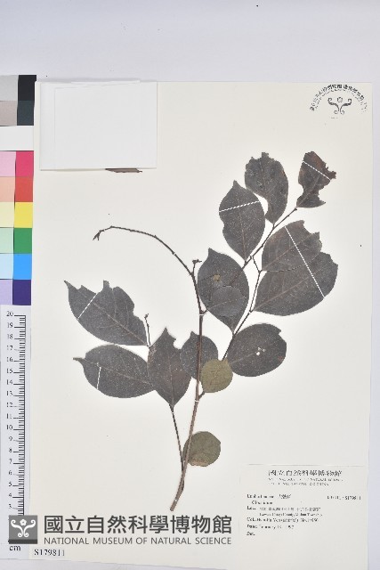 登錄號:S179811藏品圖，第1張