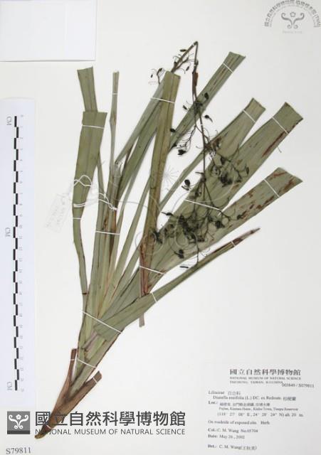 桔梗蘭藏品圖，第1張