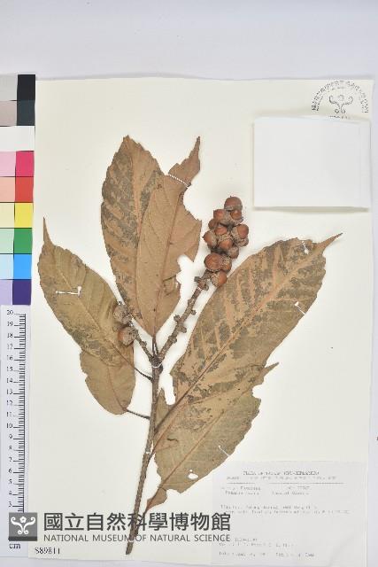 大葉石櫟、大葉校栗藏品圖，第1張