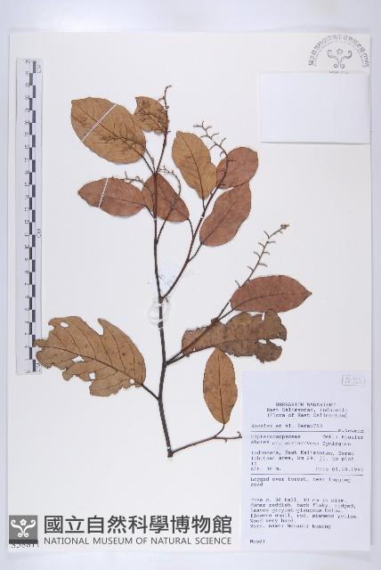 登錄號:S058811藏品圖，第1張