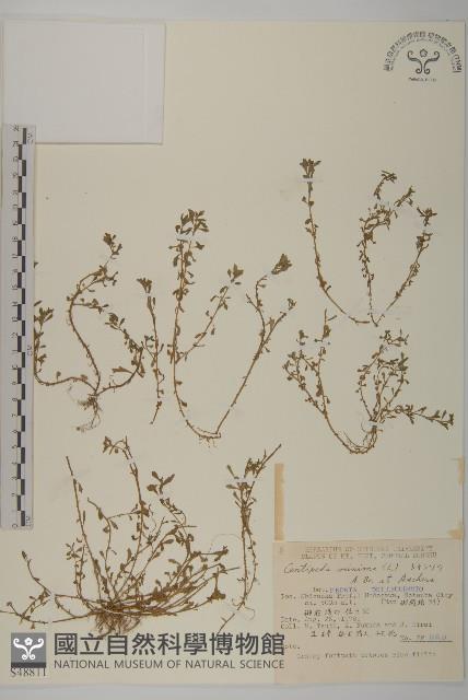 石胡荽、吐金草藏品圖，第1張