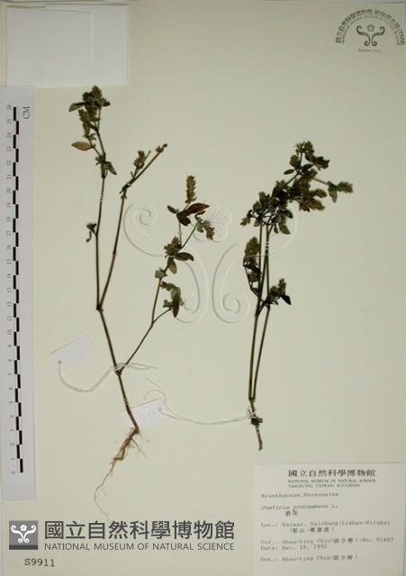 爵床藏品圖，第1張