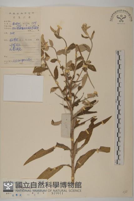 華薊藏品圖，第1張