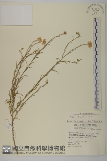 狗娃花藏品圖，第1張