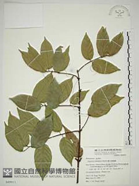 巒大雀梅藤藏品圖，第1張