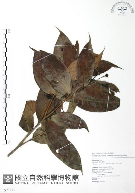 大花赤楠藏品圖，第1張