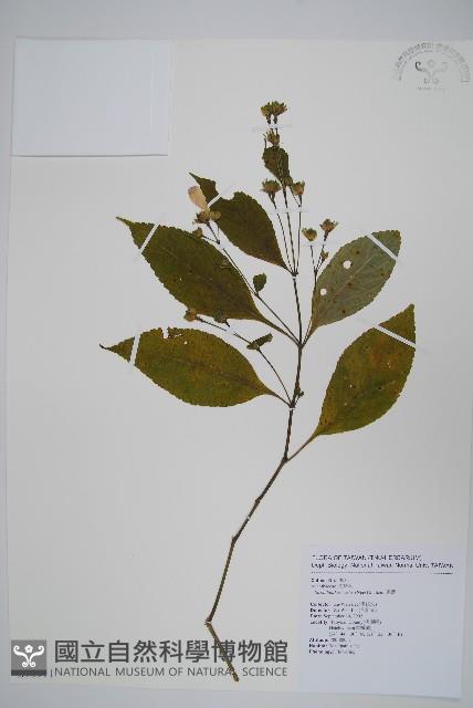 臺灣馬藍藏品圖，第1張