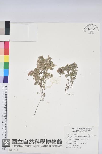 匐根大戟藏品圖，第1張