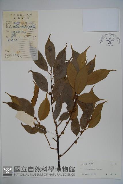 糊樗藏品圖，第1張