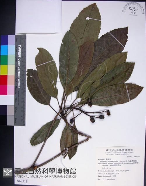 山枇杷、臺灣枇杷藏品圖，第1張