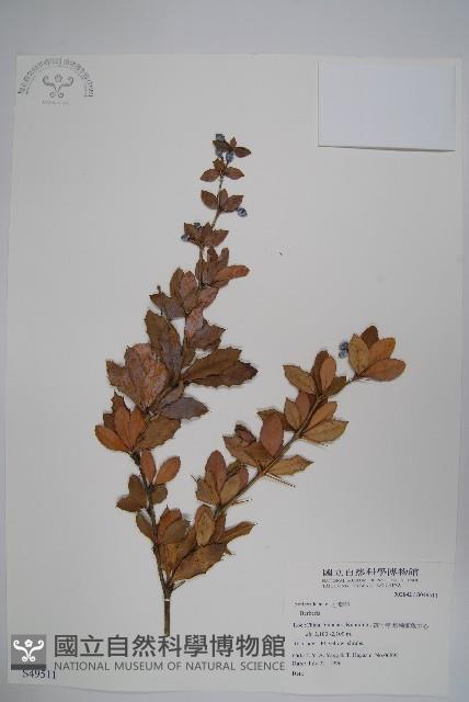 粉葉小檗藏品圖，第1張