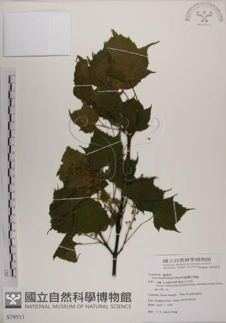 臺灣紅榨槭藏品圖，第1張