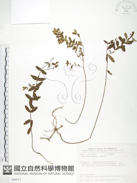 玉山金絲桃藏品圖，第1張