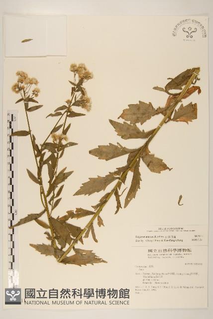 白頂飛蓬藏品圖，第1張