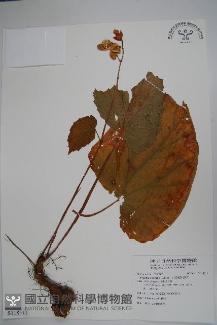 溪頭秋海棠藏品圖，第1張