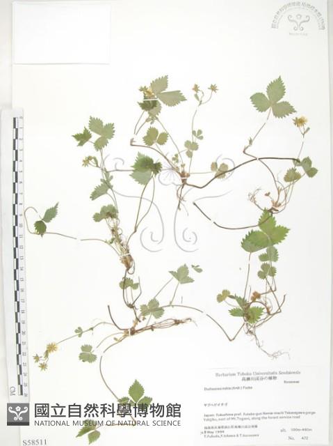 匐枝委陵菜藏品圖，第1張