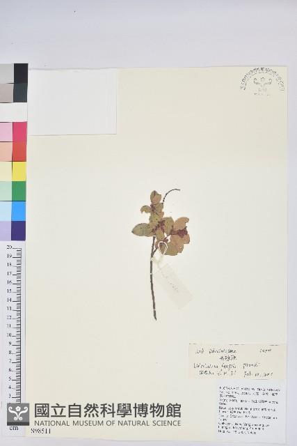 老鴉炮藏品圖，第1張