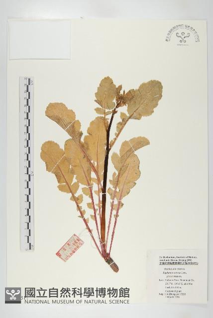 蘿蔔、夢卜藏品圖，第1張