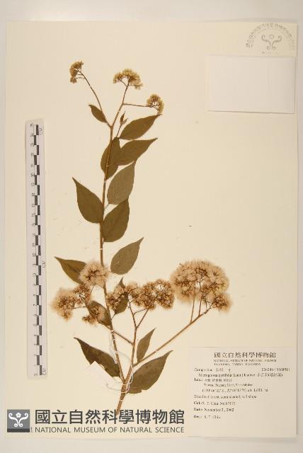 小舌菊、蔓綿菜藏品圖，第1張