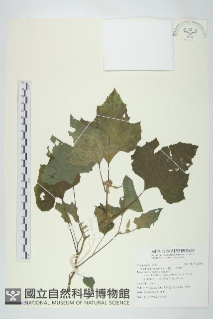 蒼耳、羊帶來藏品圖，第1張