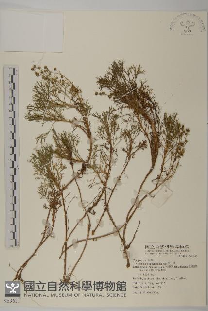 高山艾藏品圖，第1張