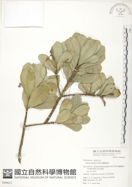 蘭嶼樹杞、蘭嶼紫金牛藏品圖，第1張