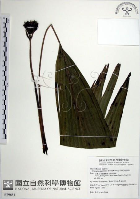 船子草、船仔草藏品圖，第1張