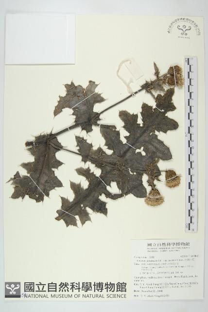 南國小薊藏品圖，第1張