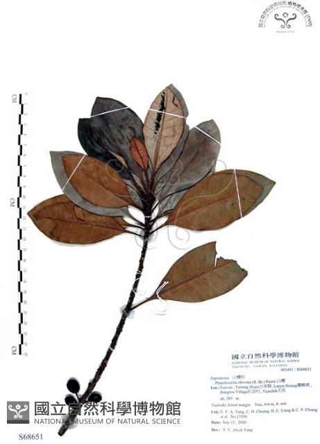 山欖、樹青藏品圖，第1張