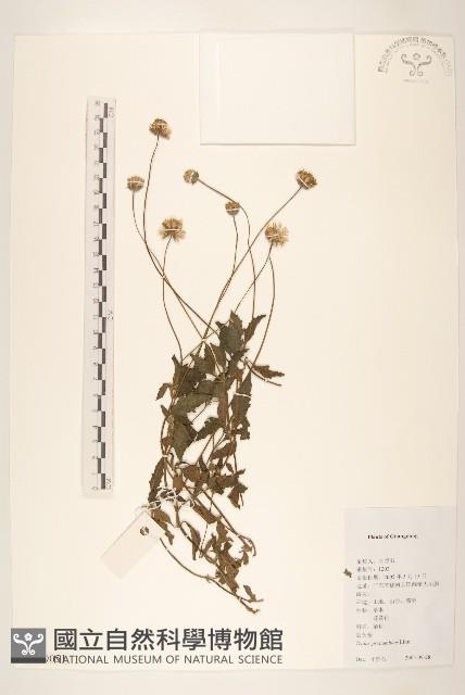 長柄菊藏品圖，第1張